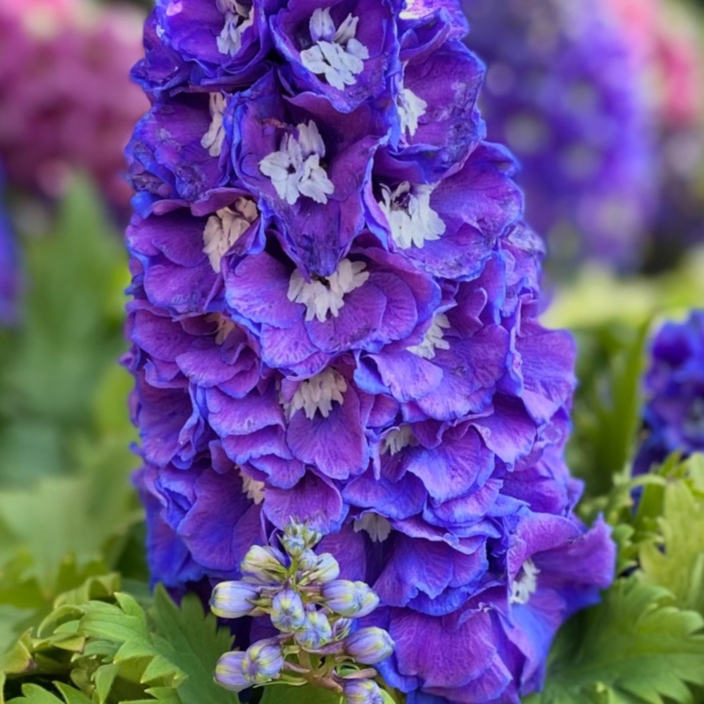 Meet your Posher, Beatriz